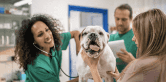 How to Choose the Right Veterinarian for Your Pet – 7 Tips To Know How to Choose the Right Veterinarian for Your Pet - 7 Tips To Know