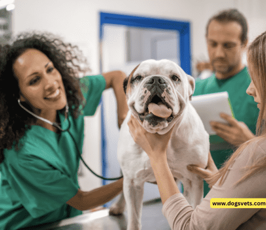 How to Choose the Right Veterinarian for Your Pet – 7 Tips To Know How to Choose the Right Veterinarian for Your Pet - 7 Tips To Know
