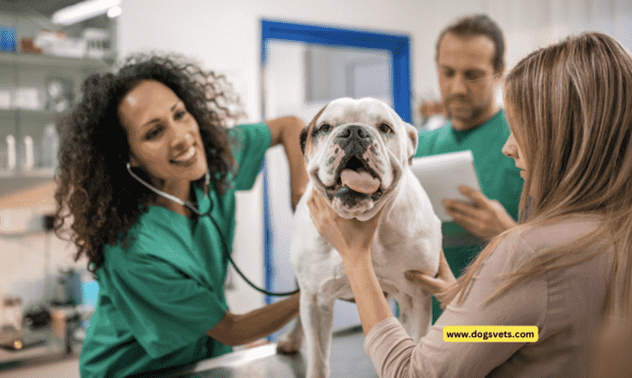 How to Choose the Right Veterinarian for Your Pet - 7 Tips To Know