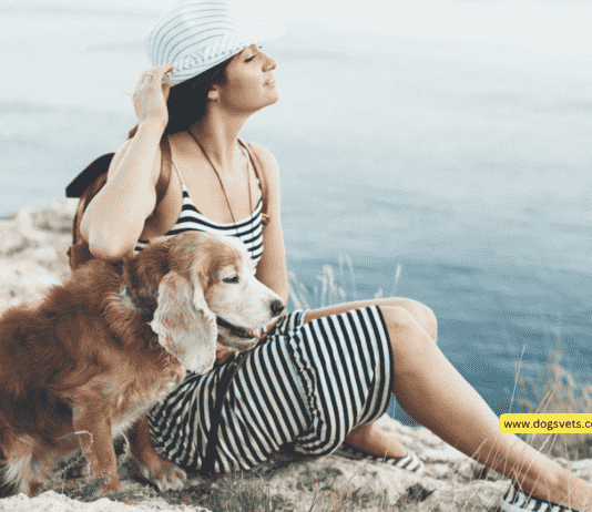 Travel Buddies: Essential Tips for Adventuring with Your Dog and Maine Coon Travel Buddies: Essential Tips for Adventuring with Your Dog and Maine Coon