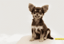 10 Things to Know Before Getting Some Chihuahuas 10 Things to Know Before Getting Some Chihuahuas