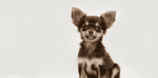 10 Things to Know Before Getting Some Chihuahuas 10 Things to Know Before Getting Some Chihuahuas