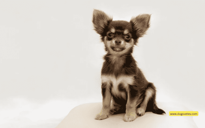 10 Things to Know Before Getting Some Chihuahuas