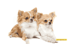 The Role of A Cat Calming Spray in Stress Reduction The Role of A Cat Calming Spray in Stress Reduction