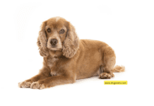 Timeless Tails: Navigating PuppyHeaven’s Realm with Cocker Spaniels for a Decade and Four Timeless Tails: Navigating PuppyHeaven's Realm with Cocker Spaniels for a Decade and Four