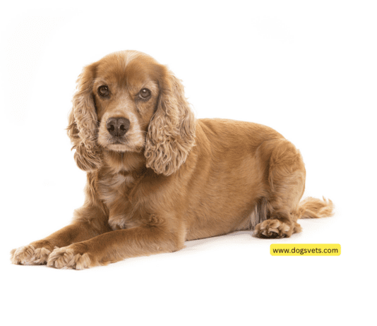 Timeless Tails: Navigating PuppyHeaven’s Realm with Cocker Spaniels for a Decade and Four Timeless Tails: Navigating PuppyHeaven's Realm with Cocker Spaniels for a Decade and Four