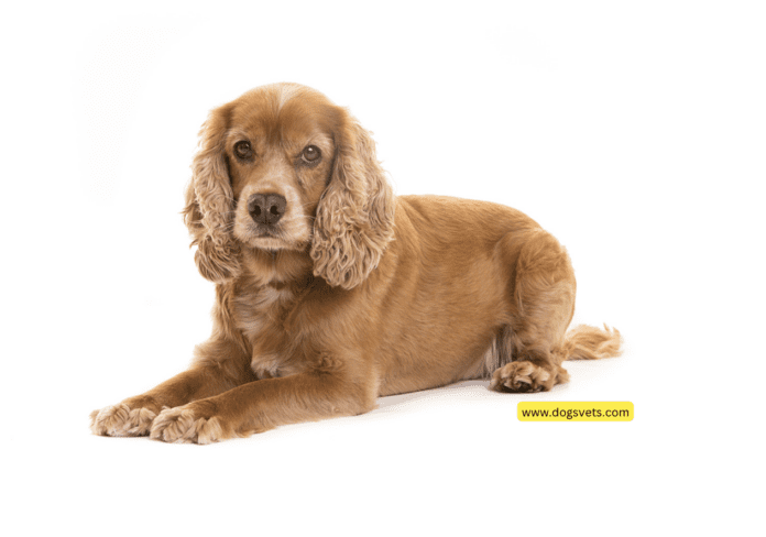 Timeless Tails: Navigating PuppyHeaven's Realm with Cocker Spaniels for a Decade and Four