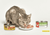 Evanger's Cat Cuisine: Premium Feline Delights