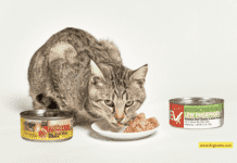 Evanger’s Cat Cuisine: Premium Feline Delights Evanger's Cat Cuisine: Premium Feline Delights