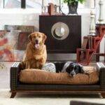 10 Best Tips For Finding The Ideal Pet-Friendly Home