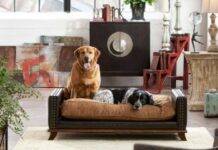 10 Best Tips For Finding The Ideal Pet-Friendly Home