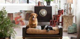 10 Best Tips For Finding The Ideal Pet-Friendly Home