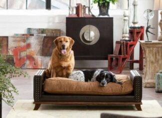 10 Best Tips For Finding The Ideal Pet-Friendly Home