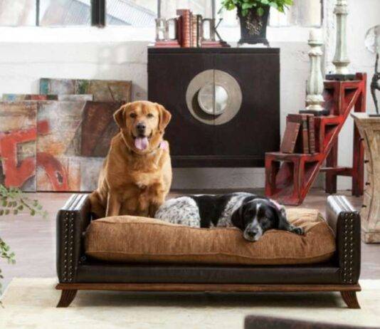 10 Best Tips For Finding The Ideal Pet-Friendly Home