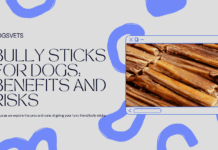 Are Bully Sticks Good for Dogs? A Vet’s Perspective Are Bully Sticks Good for Dogs? A Vet's Perspective