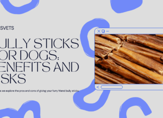 Are Bully Sticks Good for Dogs? A Vet's Perspective