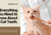 How Many Teeth Do Cats Possess, and What Do They Do? (& Everything Else You Need to Know About Feline Dentistry) How Many Teeth Do Cats Possess, and What Do They Do? (& Everything Else You Need to Know About Feline Dentistry)