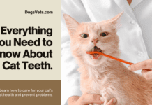 How Many Teeth Do Cats Possess, and What Do They Do? (& Everything Else You Need to Know About Feline Dentistry) How Many Teeth Do Cats Possess, and What Do They Do? (& Everything Else You Need to Know About Feline Dentistry)