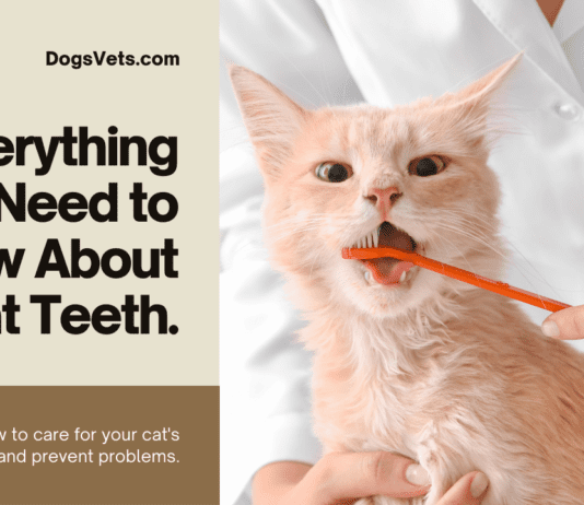How Many Teeth Do Cats Possess, and What Do They Do? (& Everything Else You Need to Know About Feline Dentistry) How Many Teeth Do Cats Possess, and What Do They Do? (& Everything Else You Need to Know About Feline Dentistry)