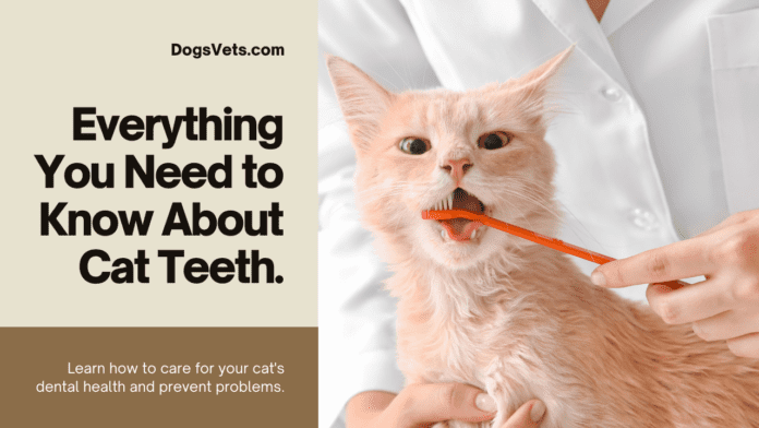 តើសត្វឆ្មាមានធ្មេញប៉ុន្មាន ហើយតើវាធ្វើដូចម្តេច? (និងអ្វីៗផ្សេងទៀតដែលអ្នកត្រូវដឹងអំពី Feline Dentistry)
