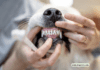 Dental Disease in Dogs: Prevention and Care Tips for a Happy, Healthy Smile Dental Disease in Dogs: Prevention and Care Tips for a Happy, Healthy Smile