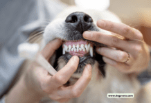 Dental Disease in Dogs: Prevention and Care Tips for a Happy, Healthy Smile Dental Disease in Dogs: Prevention and Care Tips for a Happy, Healthy Smile