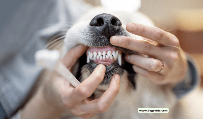 Dental Disease in Dogs: Prevention and Care Tips for a Happy, Healthy Smile