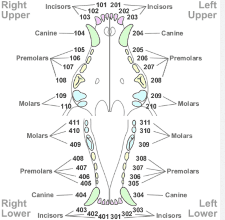 Canine teeth diagram