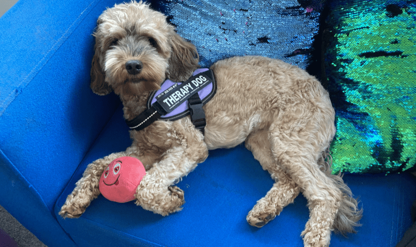 Hope the Therapy Dog - Trending dogs stories