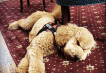 Hope the Therapy Dog: A Tail Wags Against Adversity Hope the Therapy Dog: A Tail Wags Against Adversity