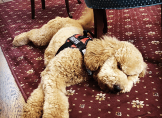 Hope the Therapy Dog: A Tail Wags Against Adversity