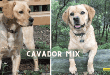 Everything You Need to Know About the Adorable and Energetic Cavador Dog Everything You Need to Know About the Adorable and Energetic Cavador Mix