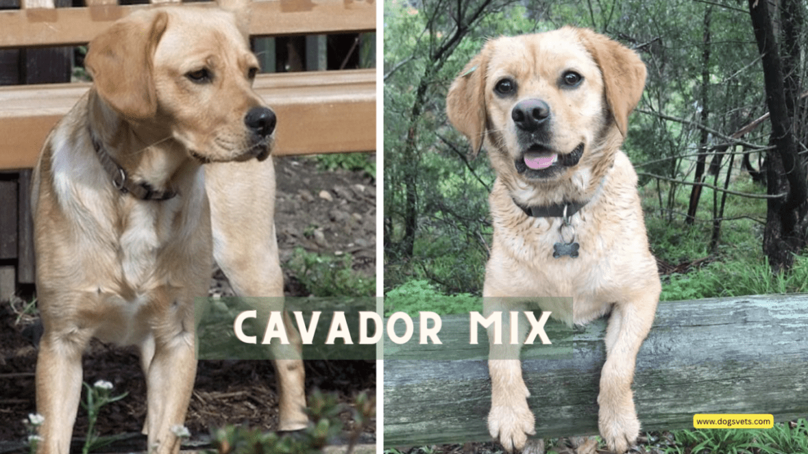 Everything You Need to Know About the Adorable and Energetic Cavador Mix