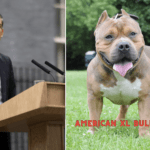 The Muzzled Muscle: New Rules for the Controversial American XL Bully Dog