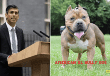The Muzzled Muscle: New Rules for the Controversial American XL Bully Dog The Muzzled Muscle: New Rules for the Controversial American XL Bully Dog