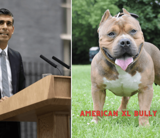 The Muzzled Muscle: New Rules for the Controversial American XL Bully Dog The Muzzled Muscle: New Rules for the Controversial American XL Bully Dog
