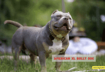 American Bully XL Ban: Heartbreak, Controversy, and Canine Conundrums American Bully XL Ban: Heartbreak, Controversy, and Canine Conundrums