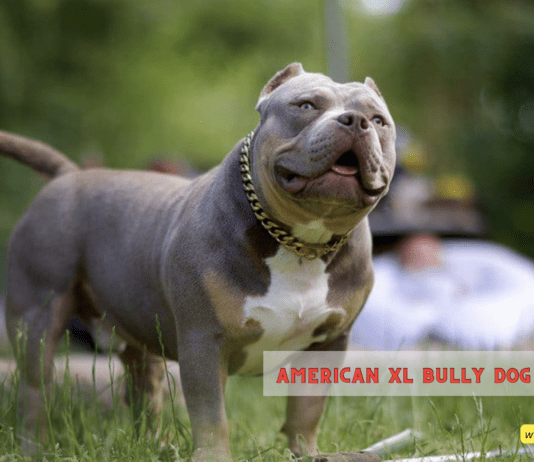 American Bully XL Ban: Heartbreak, Controversy, and Canine Conundrums American Bully XL Ban: Heartbreak, Controversy, and Canine Conundrums