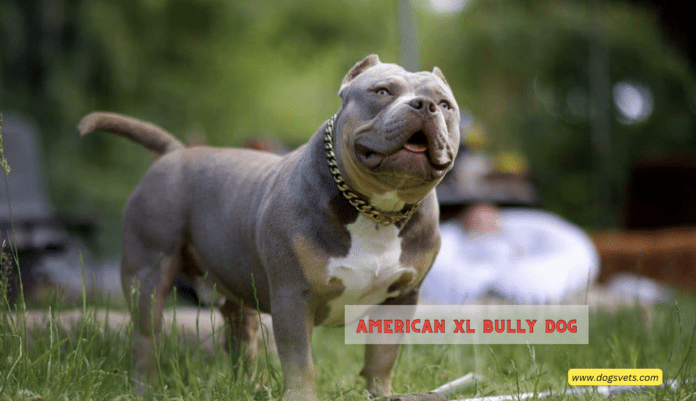 American Bully XL Ban: Heartbreak, Controversy, and Canine Conundrums
