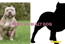Unveiling the American Bully: A Comprehensive Guide Unveiling the American Bully: A Comprehensive Guide