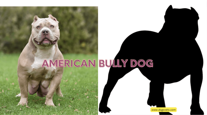 Unveiling the American Bully: A Comprehensive Guide
