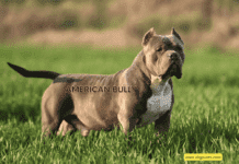 The Oldest American Bully: A Comprehensive Guide to Canine Longevity The Oldest American Bully: A Comprehensive Guide to Canine Longevity