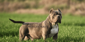 The Oldest American Bully: A Comprehensive Guide to Canine Longevity The Oldest American Bully: A Comprehensive Guide to Canine Longevity