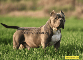 The Oldest American Bully: A Comprehensive Guide to Canine Longevity The Oldest American Bully: A Comprehensive Guide to Canine Longevity