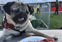 The Enduring Charm of Doug the Pizza-Loving Pug: A Slice of Viral History The Enduring Charm of Doug the Pizza-Loving Pug: A Slice of Viral History