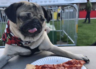 The Enduring Charm of Doug the Pizza-Loving Pug: A Slice of Viral History