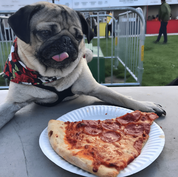 The Enduring Charm of Doug the Pizza-Loving Pug: A Slice of Viral History