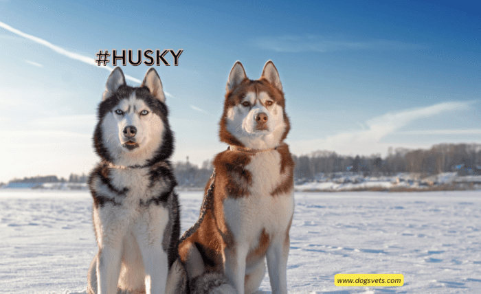 The Husky Bark Decoded