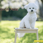 Everything You Need to Know About Bichon Frise [+ Lifespan]