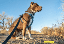 Ensuring Your Pet’s Safety: A Comprehensive Guide to Identification Solution Ensuring Your Pet's Safety: A Comprehensive Guide to Identification Solution